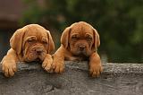 DOGUE DE BORDEAUX 322